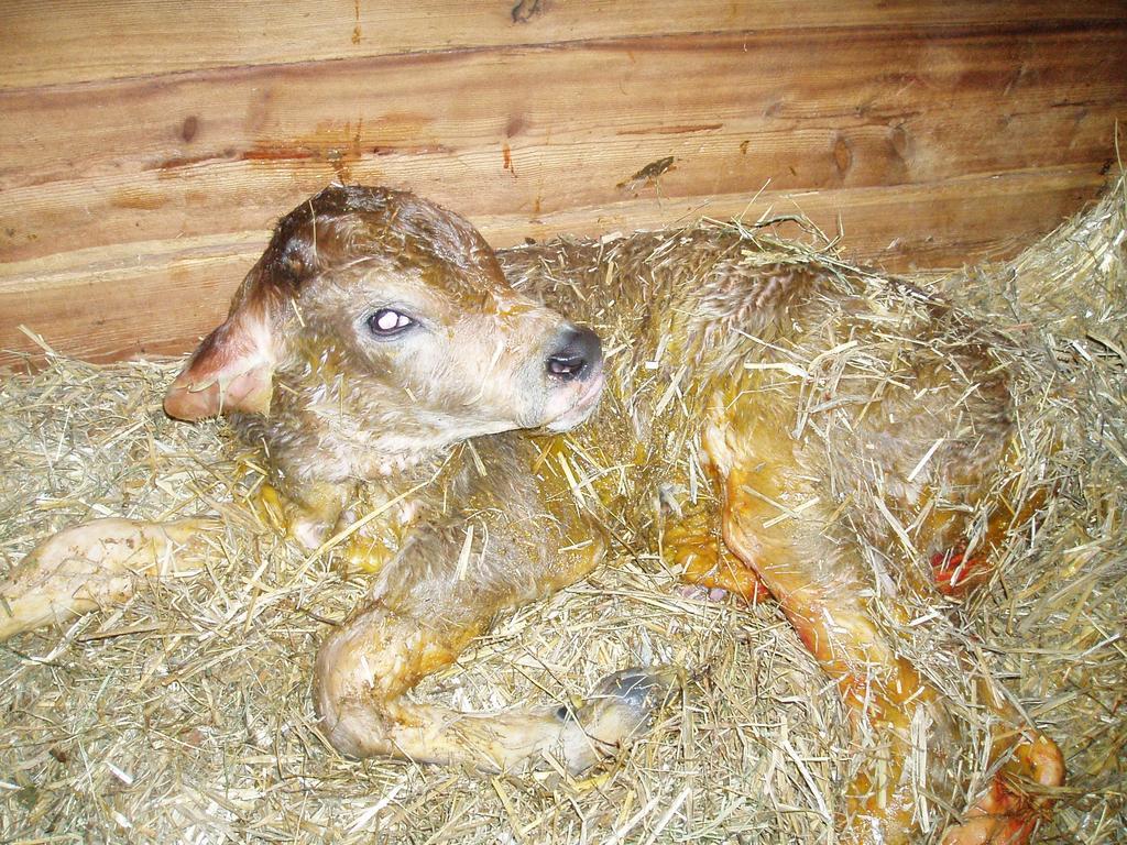 Ferienwohnung Hacklbauer Altenmarkt im Pongau Exterior foto