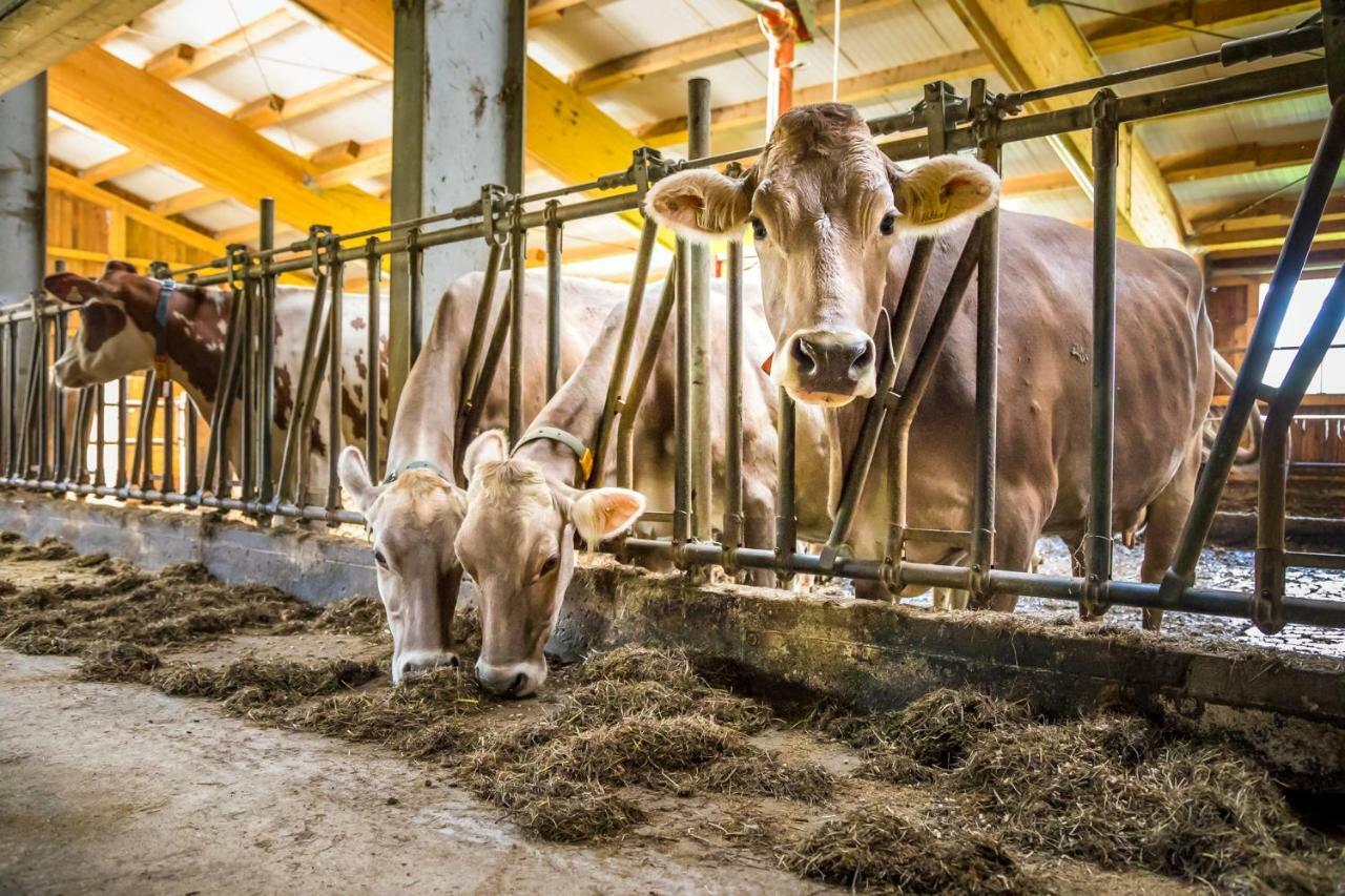 Ferienwohnung Hacklbauer Altenmarkt im Pongau Exterior foto